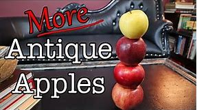 More Antique Apples! - Taste testing four more lesser known apple varieties - Weird Fruit Explorer