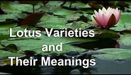 Lotus Flowers Varieties and Their Meanings