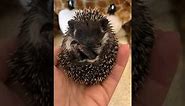 Top Notch Hedgehogs - Algerian Black baby hedgehogs