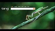 Bing video wallpaper - frog
