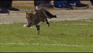 A Cat Enters The Field And Tony Romo Provides Hilarious Commentary! | Dolphins vs. Ravens | NFL