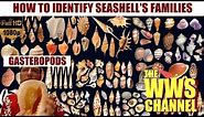 How to identify shells (browsing shells families) ! Sea shell Collection