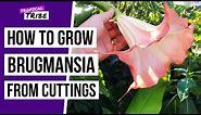 How to grow Brugmansia from cuttings (Angel Trumpet)