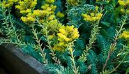 Blue Spruce Sedum, Stonecrop | High Country Gardens