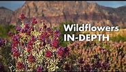 Red Rock Canyon Wildflowers In Depth ~ 4K