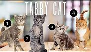 5 Types Of Tabby Cat Coats And Patterns