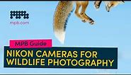 The Best Nikon Cameras for Wildlife Photography | MPB