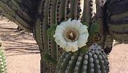 These cactus blooms will make you love the desert even more