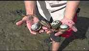Softshell clams: Clamming with ODFW