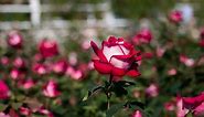 How To Grow And Care For Osiria Roses (Hybrid Tea Rose)