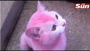 Pink Cat - Hair Dye