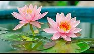 Mantra Pushpam (The flower of Vedic Chants) - With Lyrics - Yo Pam Pushpam Veda - Morning Chants