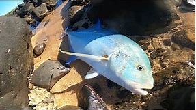 15 pound OMILU (ULUA) caught using a FLY!! PB finally broken | Hawaii Fishing