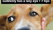 5 Reasons Why Your Dog Suddenly Has A Lazy Eye   7 Tips