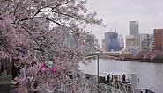 Osaka City Background in Spring, River, Sakura and Skyscrapers in Japan's Spring