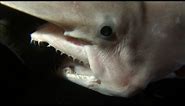 Rare Footage Of Goblin Shark With Alien-like Jaws | SHARK WEEK