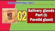 02. Salivary glands (Part I) (Parotid gland)