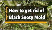 Getting rid of Black Sooty Mold!