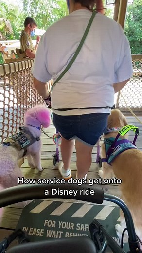 HelperDogNala on TikTok