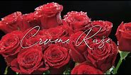 Ivica Šerfezi i Crveni koralji - Crvene ruže (Official lyric video)
