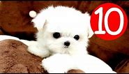 Top 10 Small Fluffy Dog Breeds - Puppies and Full Grown
