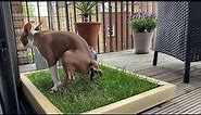 Dog takes a poop on their soil-free, fresh grass Piddle Patch toilet