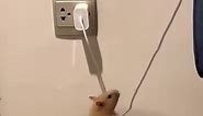 Pet hamster hangs from phone charger cable