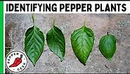 Identifying Pepper Plants - Tips To ID A Mystery Plant - Pepper Geek
