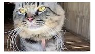 Bat ka nagagalit? HAHAHA ang cute ng meow mo 😂 #catlovers #cat #funnycats #cats #cutecat #cutecats #catlover #catloversclub #catlove #catlife | Callie and Fluffy