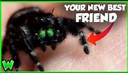 This Spider Will CURE Your Arachnophobia - The Bold Jumping Spider