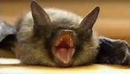 Bats Have HUGE Ears! | NATURE Shorts | PBS