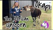 Kwasi the Okapi | Meet an African Unicorn