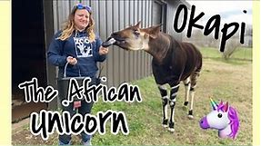 Kwasi the Okapi | Meet an African Unicorn