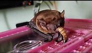 Common noctule (Nyctalus noctula). Feeding the bat