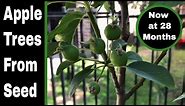 Growing Apple Trees From Seeds - Now at 28 Months!