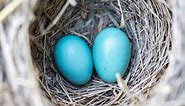 Bird Nest Identification: 5 QUICK Ways! (Read THIS First!) - Birding Outdoors