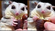 Cute Little Sugar Glider Eats Large Silkworm Chrysalis After Opening The Lid|asmr|funny|funnyvideo