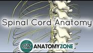 Spinal Cord - External Anatomy - 3D Anatomy Tutorial