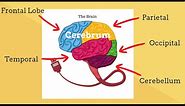Parts of the Brain-Human Brain Structure and Function