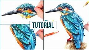 How to Draw a Realistic Bird using Coloured Pencils | Step by Step Drawing Tutorial