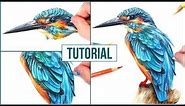 How to Draw a Realistic Bird using Coloured Pencils | Step by Step Drawing Tutorial