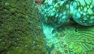 Octopus laying eggs!
