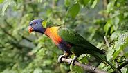 22 ciekawostki oraz informacje o papugach dla dzieci i nie tylko - Fajne Podróże