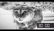 30 Minute Screensaver With Cute Cats | Cat Meow Alarm Sound