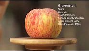 Apple Varieties For Cider Fermentation | Spoiled To Perfection