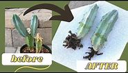 How to Root a Cactus Offset (WITH RESULTS!) | Propagate a Cactus