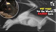 Taking 4 of the World's Rarest Megabats to the Vets