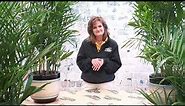 How to Care for a Bamboo Palm ENGLISH GARDENS