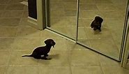 Mini Dachshund Puppy Vs. Mirror