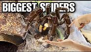 Feeding my BIGGEST Tarantulas! Goliath Bird Eater ATTACK!